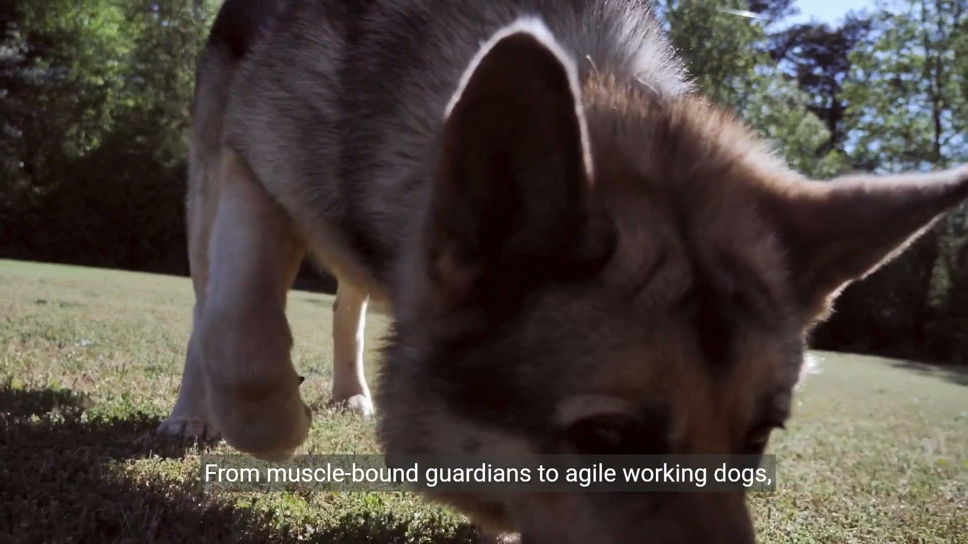 Video thumbnail for Top 20 Most Powerful Dogs in the World Unveiling Strength and Agility