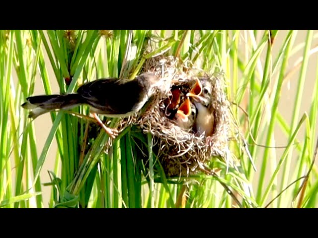 Video thumbnail for Mother's bird Feeding Time: A Mother Bird's Nesting Duties