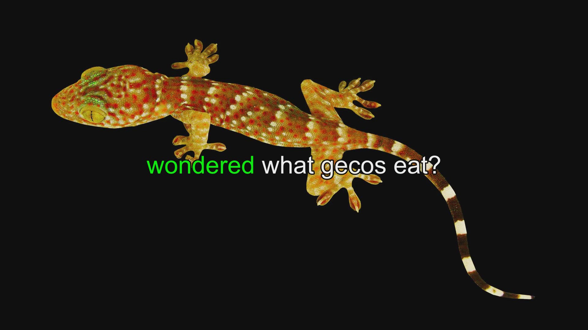 Fruit gecko sales