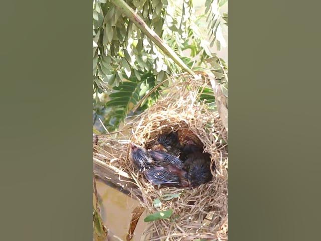 Video thumbnail for Babies Bird Cries Feed Eat (EP-97)  #birds #nature #birdfeeding #birdwatching