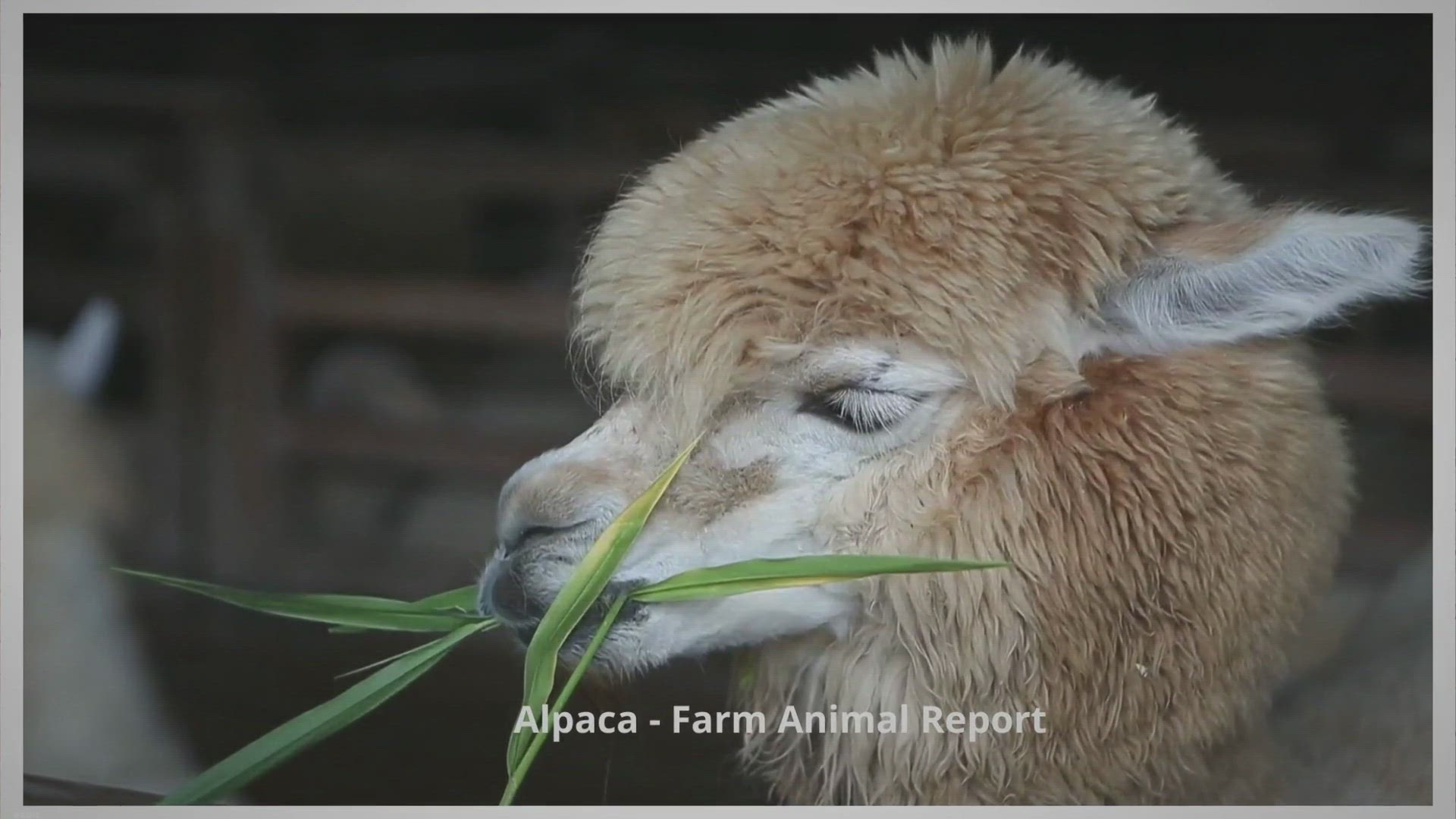 Llama Facts: Habitat, Behavior, Diet