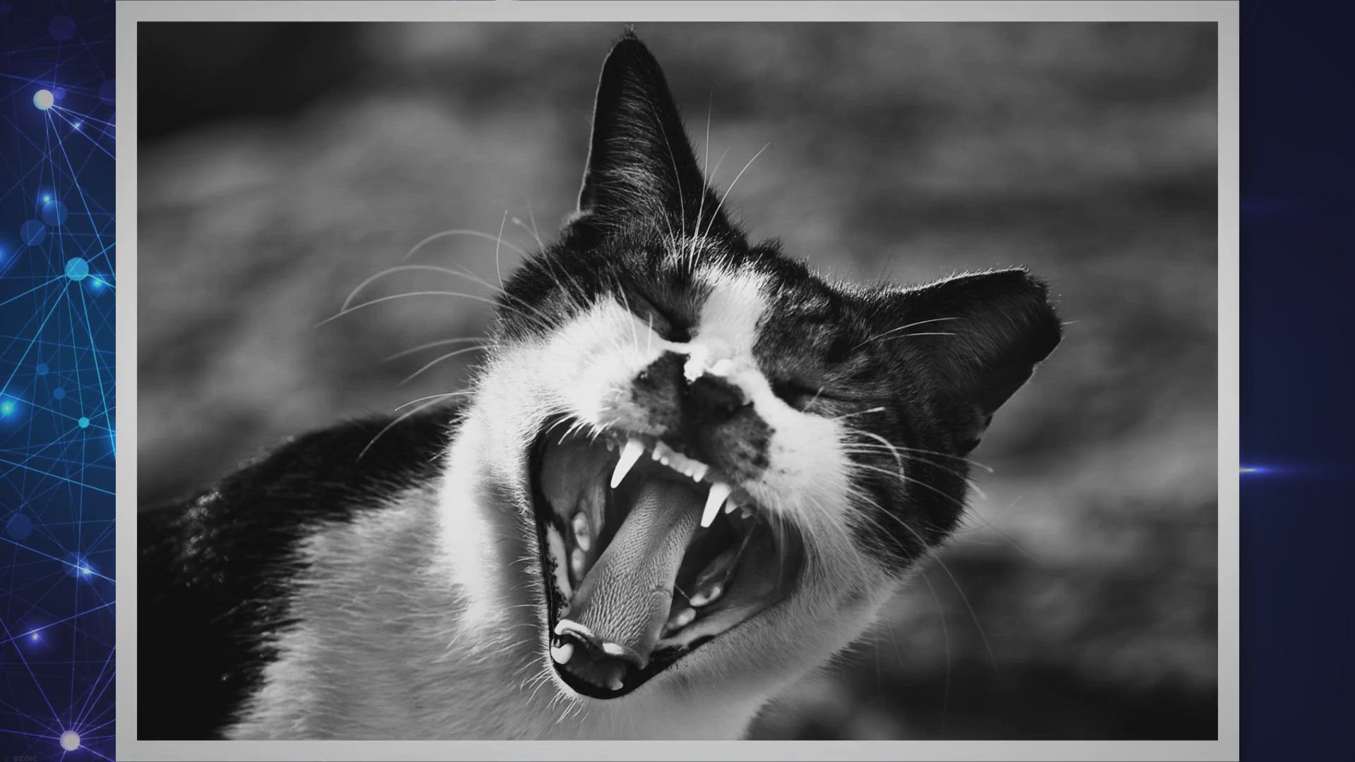 Video thumbnail for How to Keep Cats Teeth Clean? Helpful Tips!