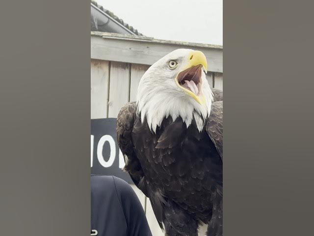 Video thumbnail for Touched by Talons: Meeting a Bald Eagle at the Eagle Rescue Center