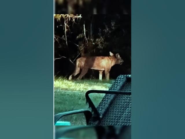Video thumbnail for Woman Calls For Help After Spotting Strange Animal In Her Yard, But Nobody Expected To Find This