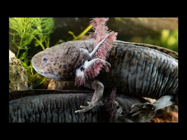 Video thumbnail for The Social World of Axolotls: Interactions and Communication