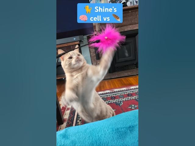 Video thumbnail for Orange Brain Cell Activated🐈 Shine #cat #catshorts #shorts