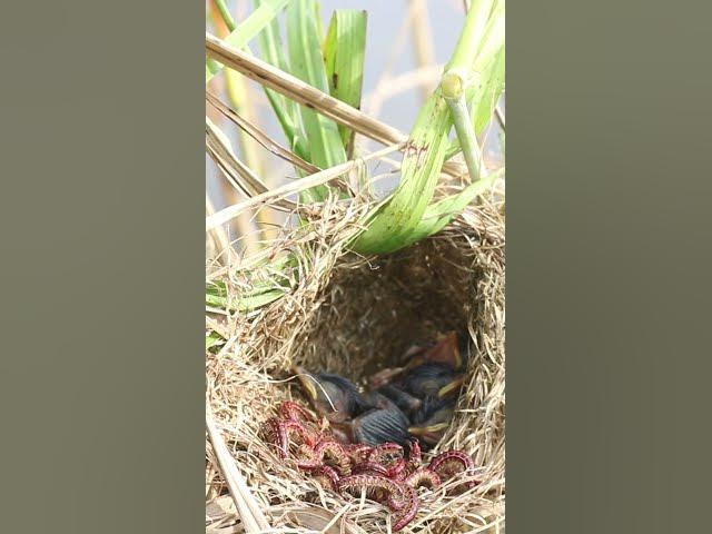 Video thumbnail for Grown Babies Bird #birds #birdfeed #bird #birdceat #birdcath #birdwild #wildlife #wildanimals