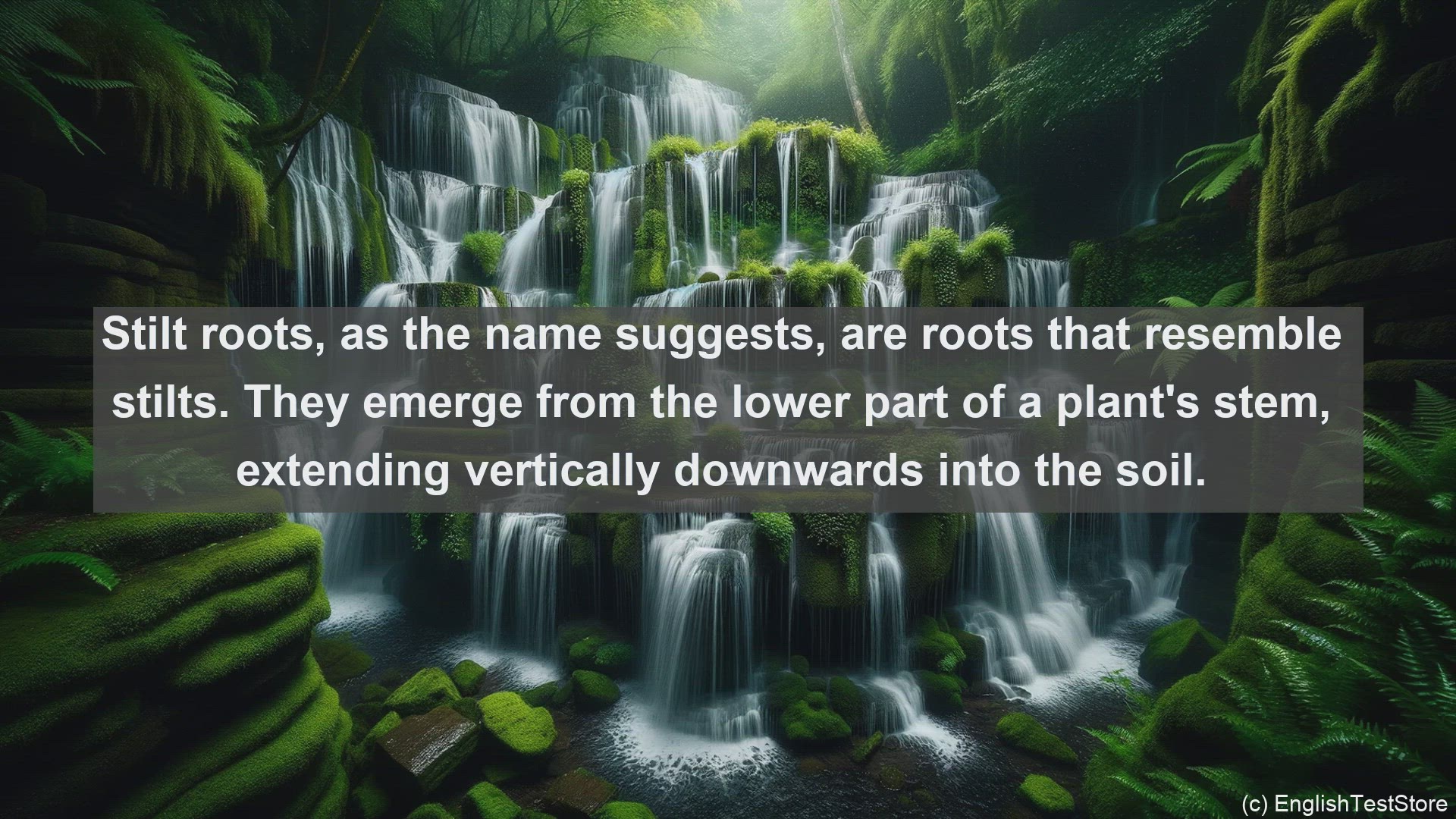 'Video thumbnail for Stilt root in science  definition and examples'