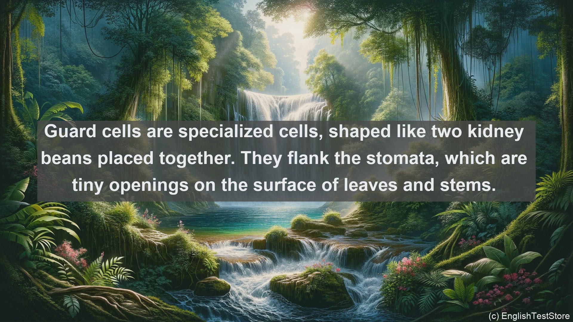 'Video thumbnail for Guard cells in science  definition and examples'