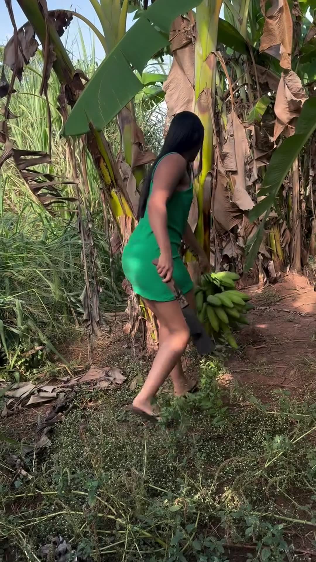 Video thumbnail for Banana harvest on the farm