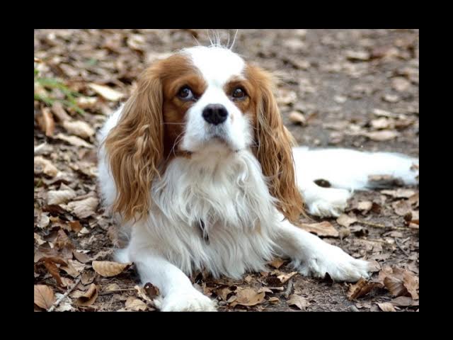 Video thumbnail for Can Dogs Eat Tinned Fish? The Surprising Truth About This Seafood Treat!