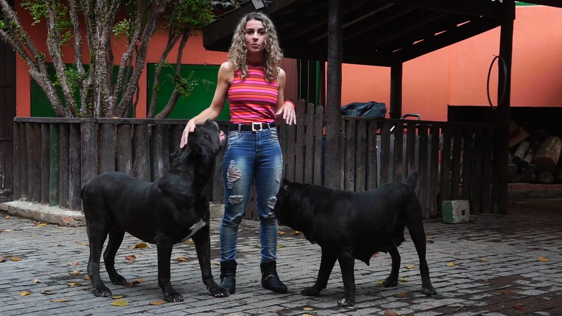 'Video thumbnail for COMO PERDER O MEDO DE CÃES GIGANTES?'