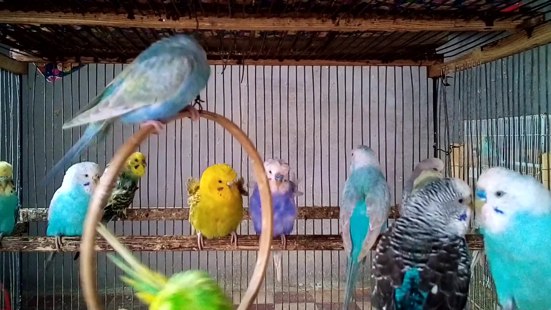 'Video thumbnail for Cuteness + Laughter Overload 🤣💖  Budgie Chirps That’ll Make Your Day'
