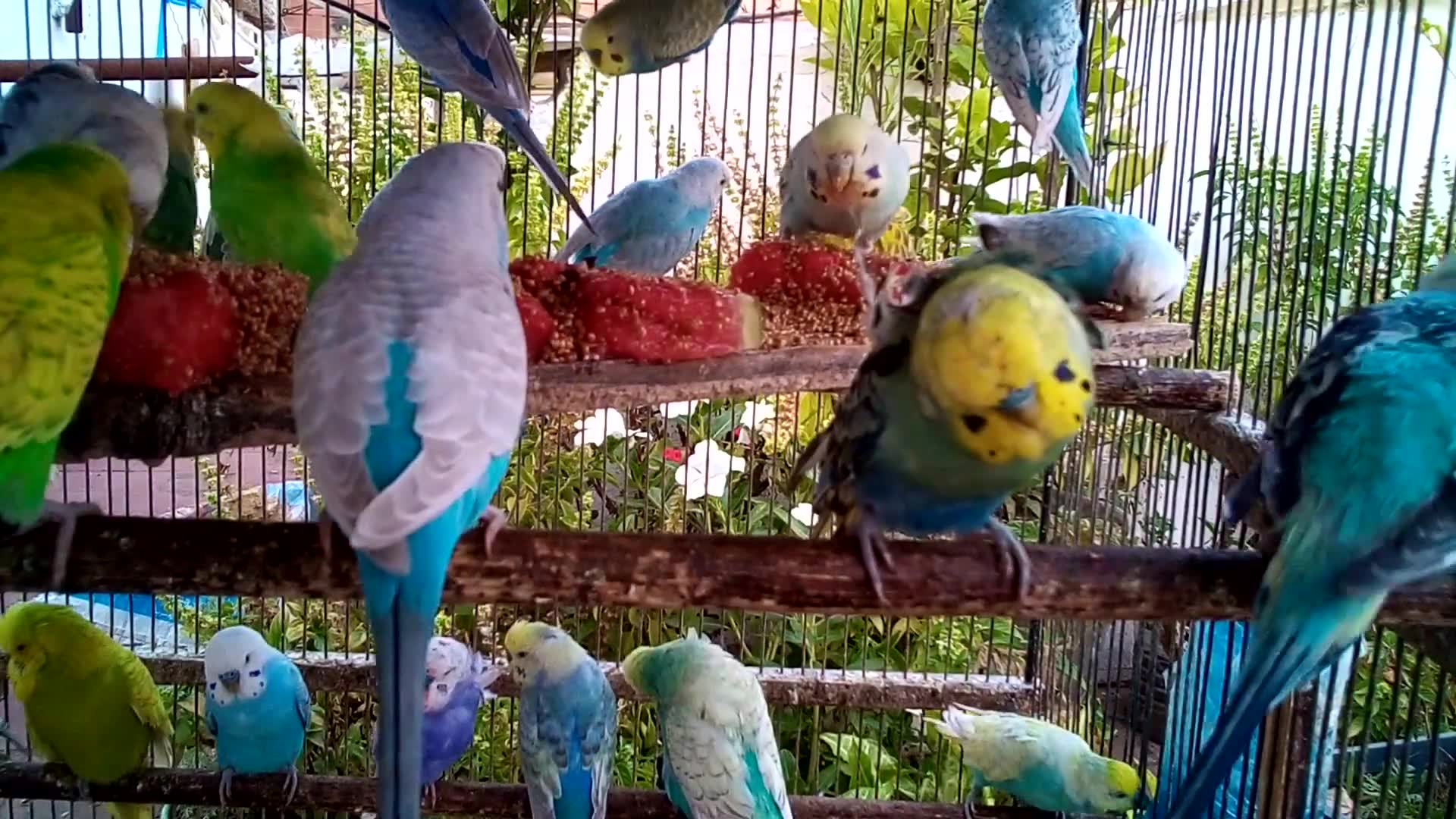 'Video thumbnail for The Most Romantic Budgie Ever 💌🐦  Chirps of Love & Joy'