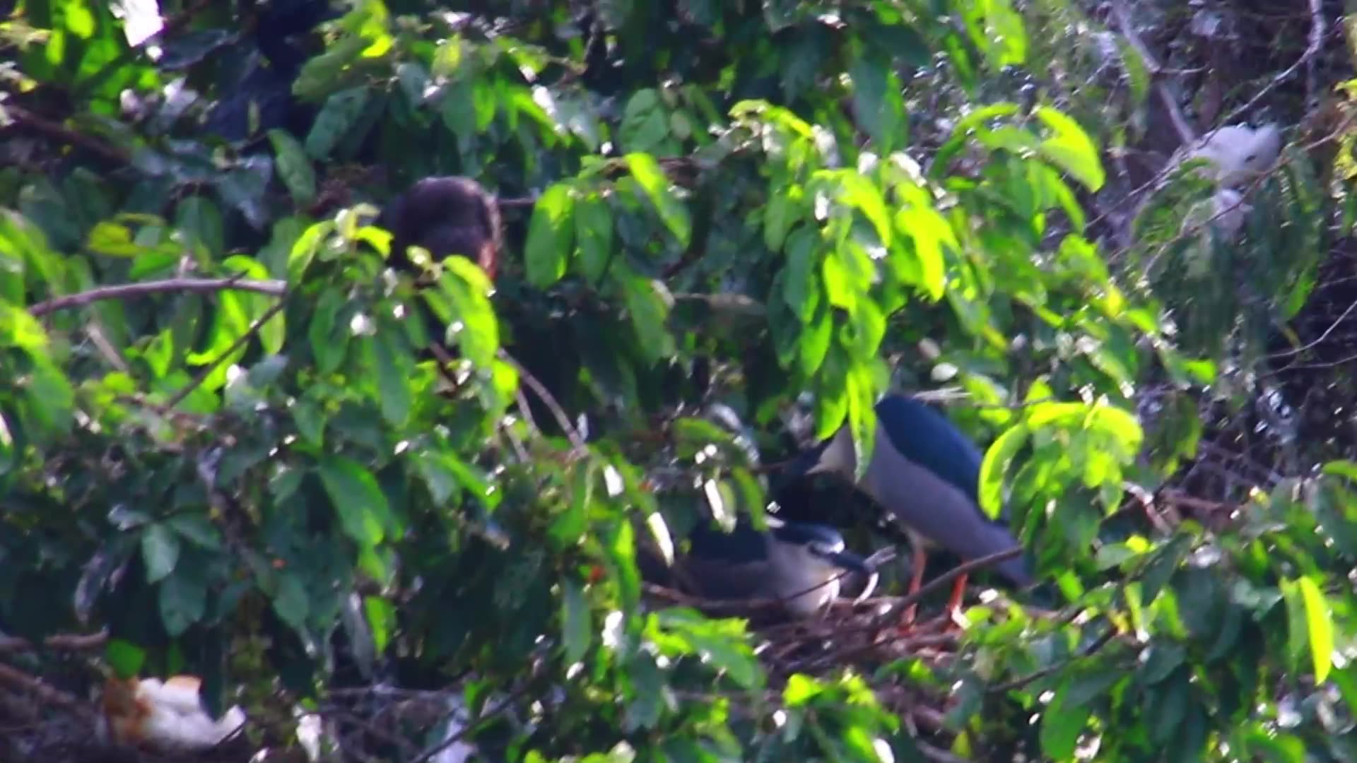 Video thumbnail for Wild bird on nest a lot