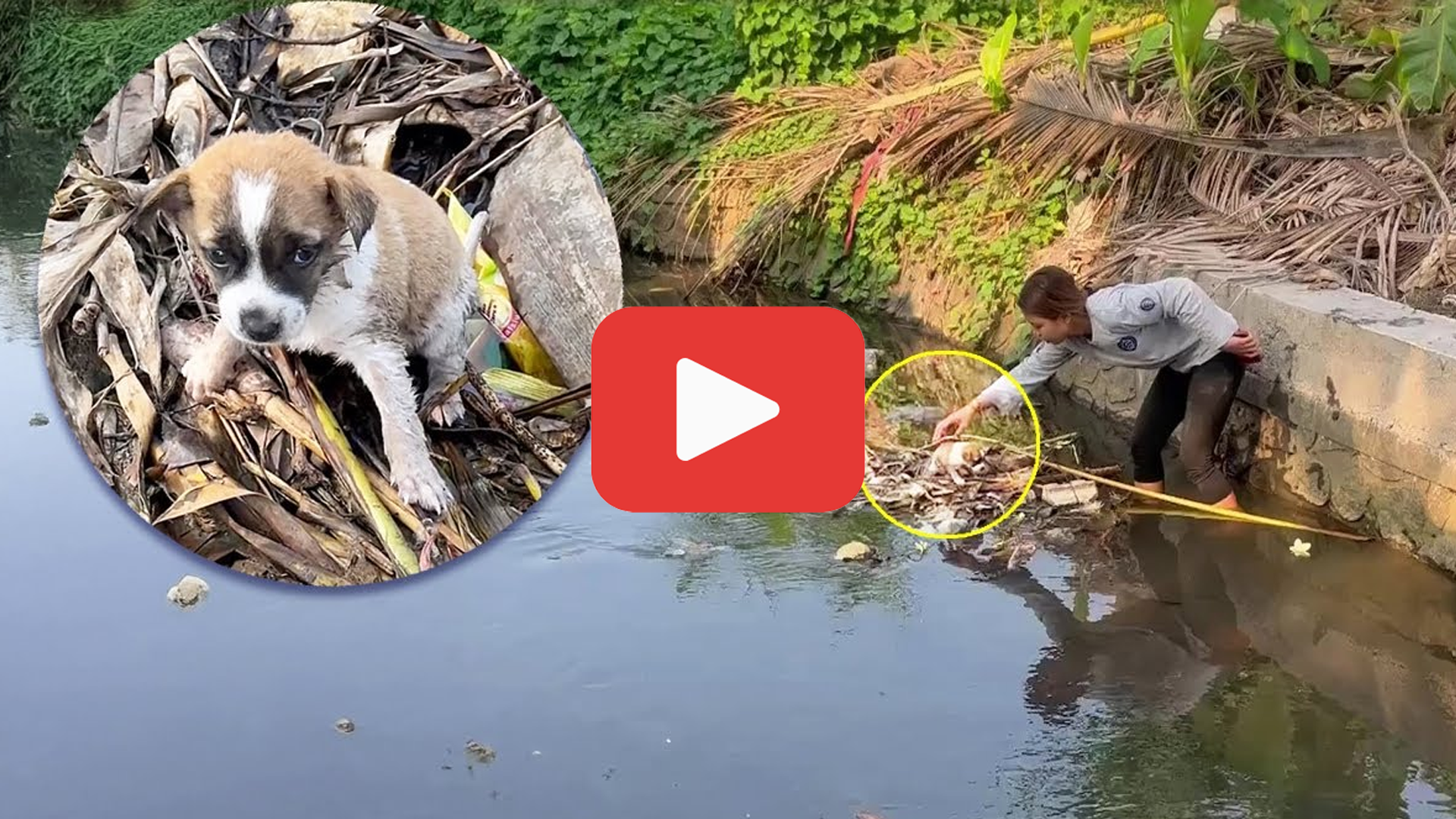 'Video thumbnail for Lost and Crying in a Ditch—The Puppy Searching for His Mom'