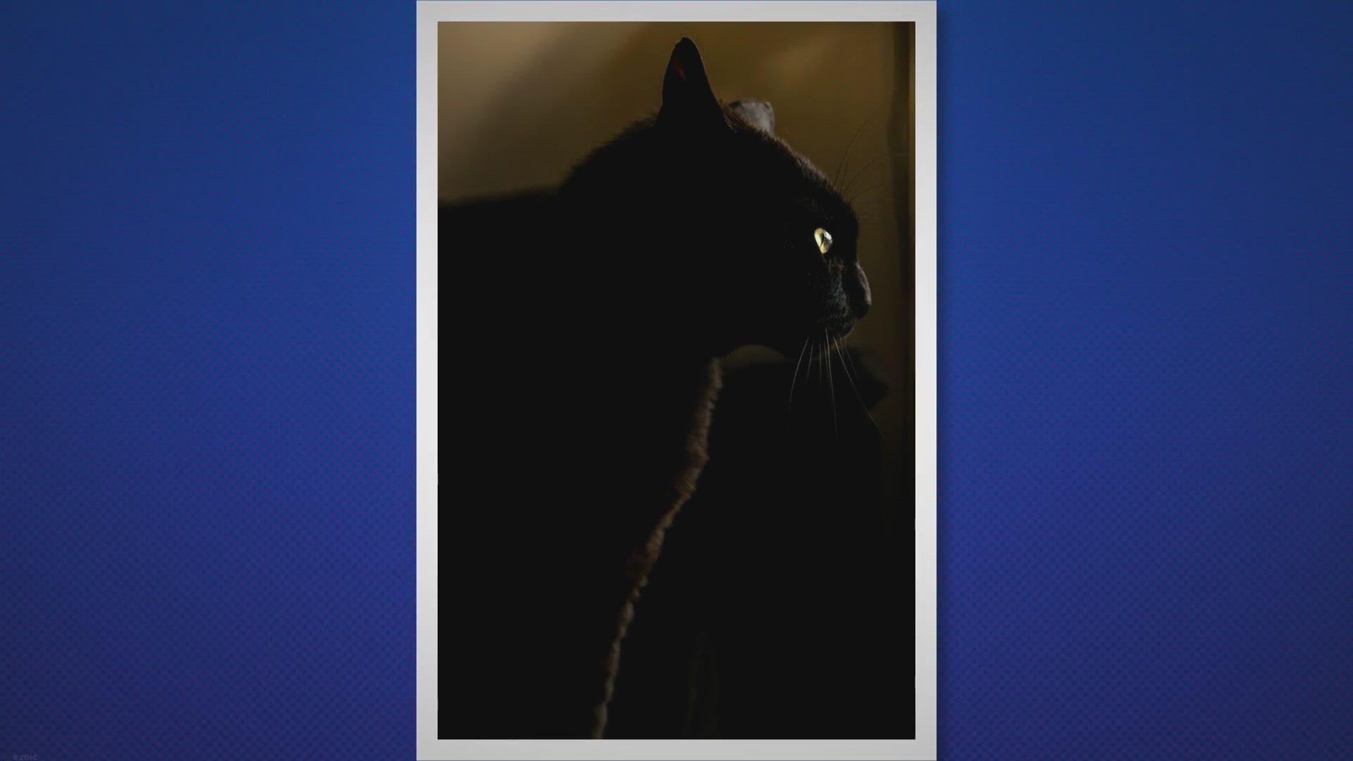 Video thumbnail for 9 Interesting Facts About Black Cats