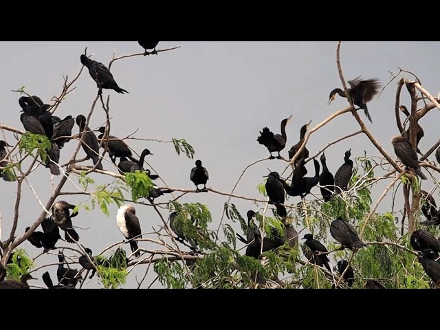 Video thumbnail for Area wild of black bird on here | All black bird a lot