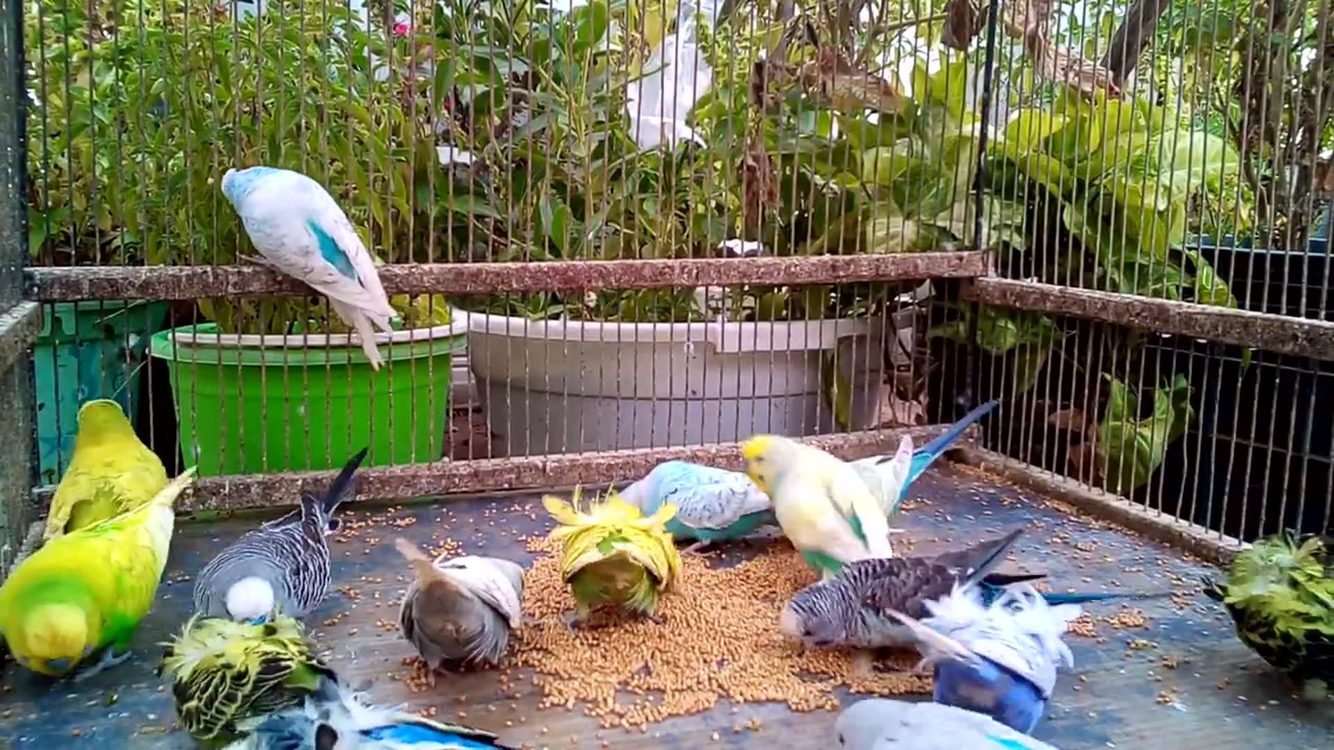 'Video thumbnail for 🦜 Parrot Says The Most Unexpected Things! 😂 Voice Reveal!#TalkingParrot #FunnyPetVideos #ParrotTal'