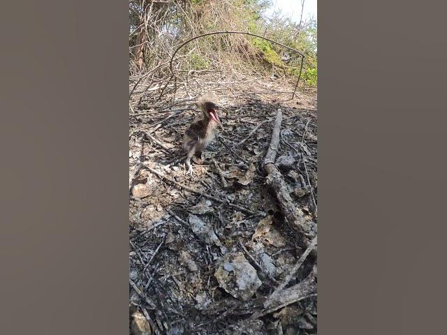 'Video thumbnail for wild birds #viralbird #birds #birdsnest #topbirds'