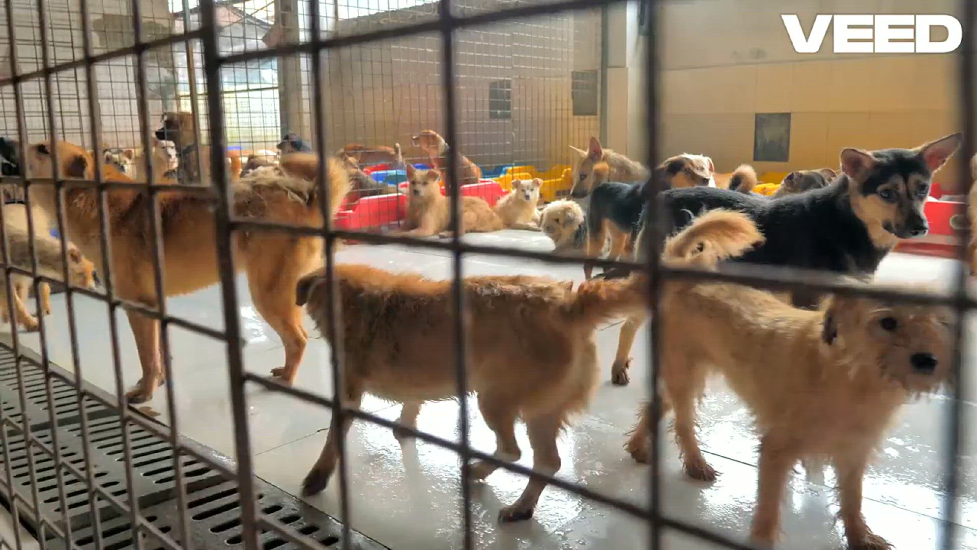 'Video thumbnail for Adopt a Rescue Dog, Change Lives!'