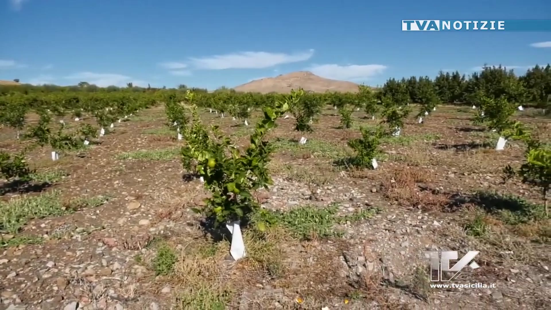 'Video thumbnail for Agricoltura, sostegno a oltre 23 mila aziende danneggiate dalla siccità del 2024'