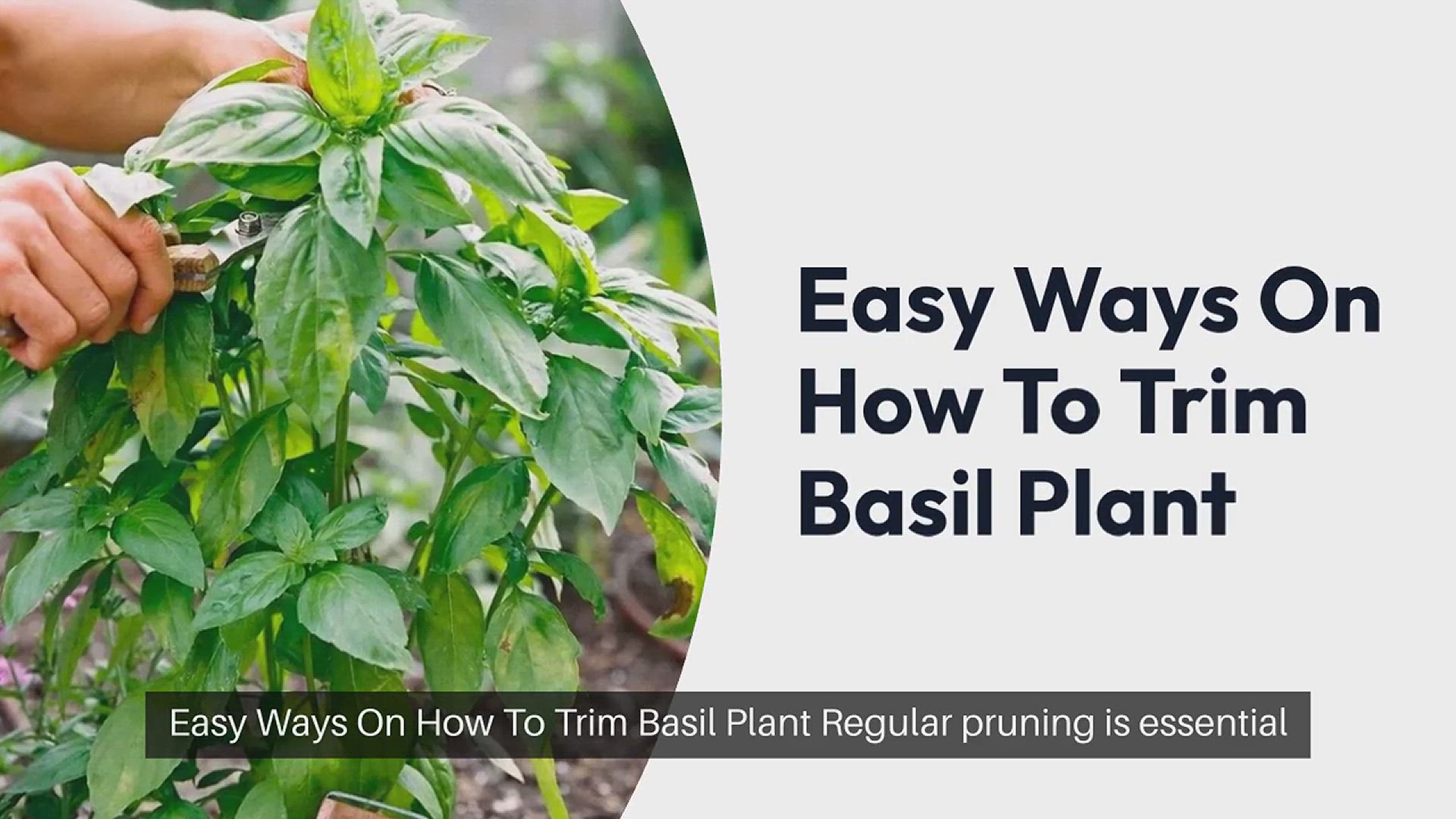 How to repot Basil step by step Plant Propagation