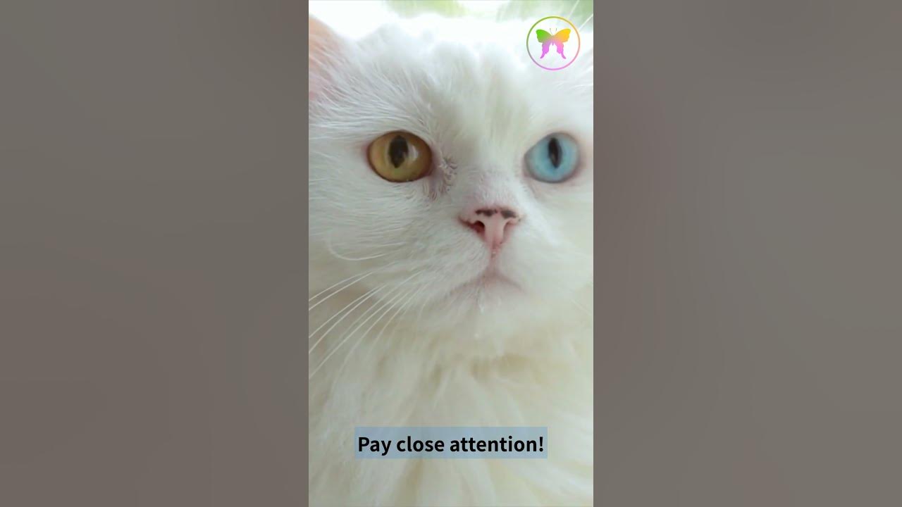 Video thumbnail for A Message from Cat