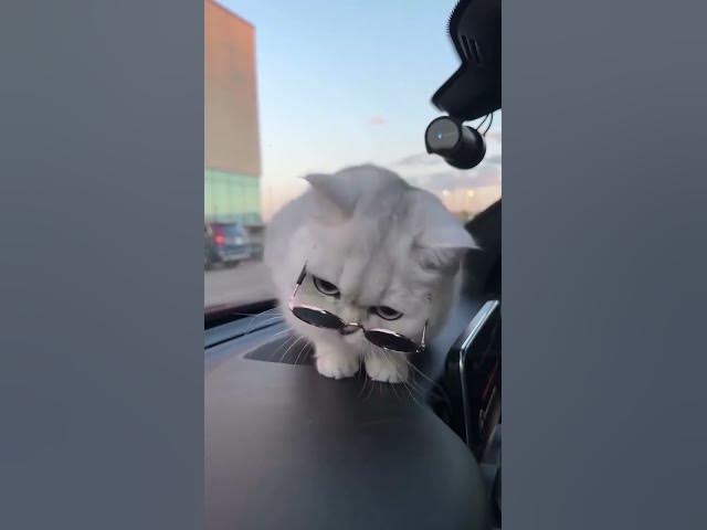 Video thumbnail for CATS #youtubeshorts #trending #viral #kids #ytshorts #cats #youtubeshorts #shorts #attitude #pets