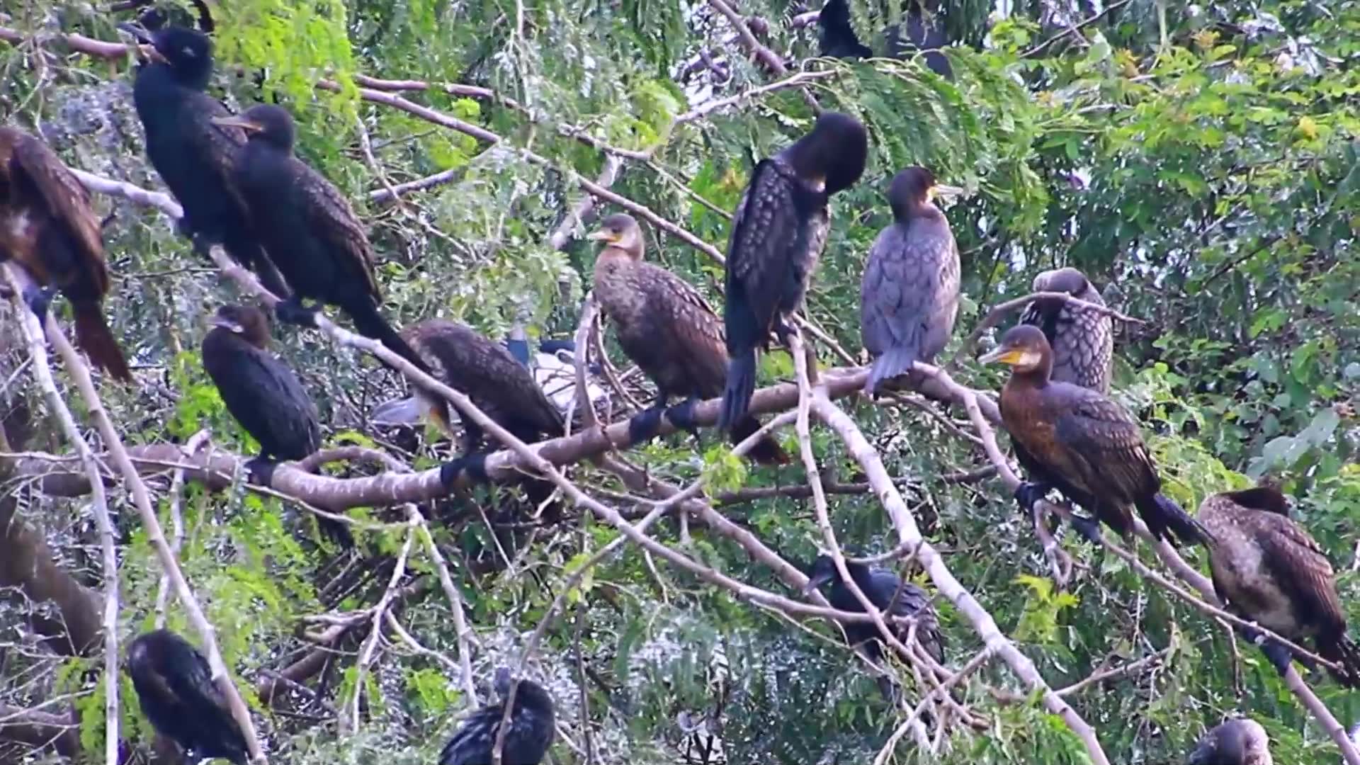 'Video thumbnail for Black Wild bird a lot'