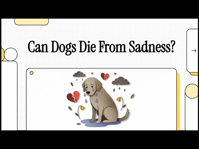 'Video thumbnail for Can Dogs Die from Sadness? Discover What Does Science Say!'