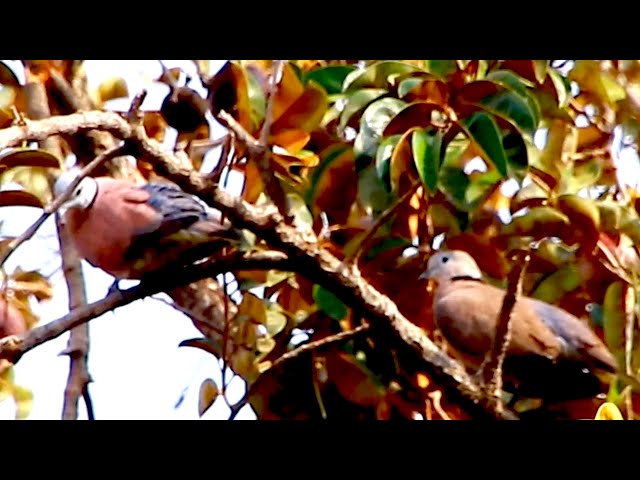 'Video thumbnail for Wild dove in love | Dove call other dove to in love'