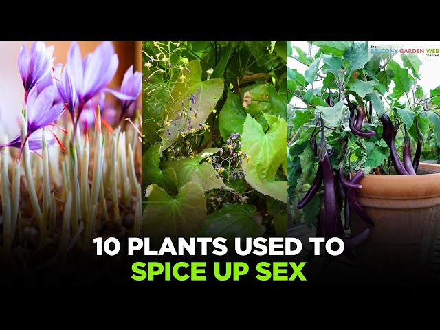 Video thumbnail for 10 Plants Used to Spice up Sex