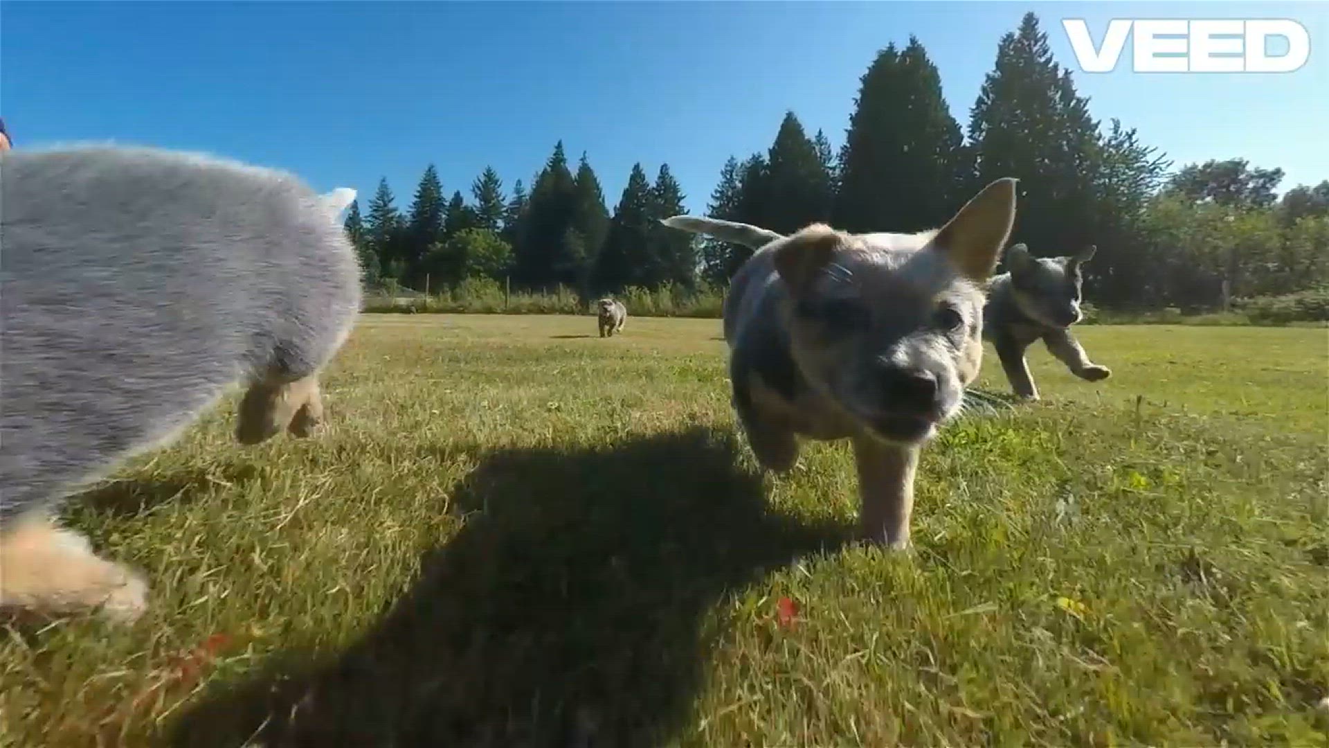 'Video thumbnail for Meet the Energetic Blue Heeler'