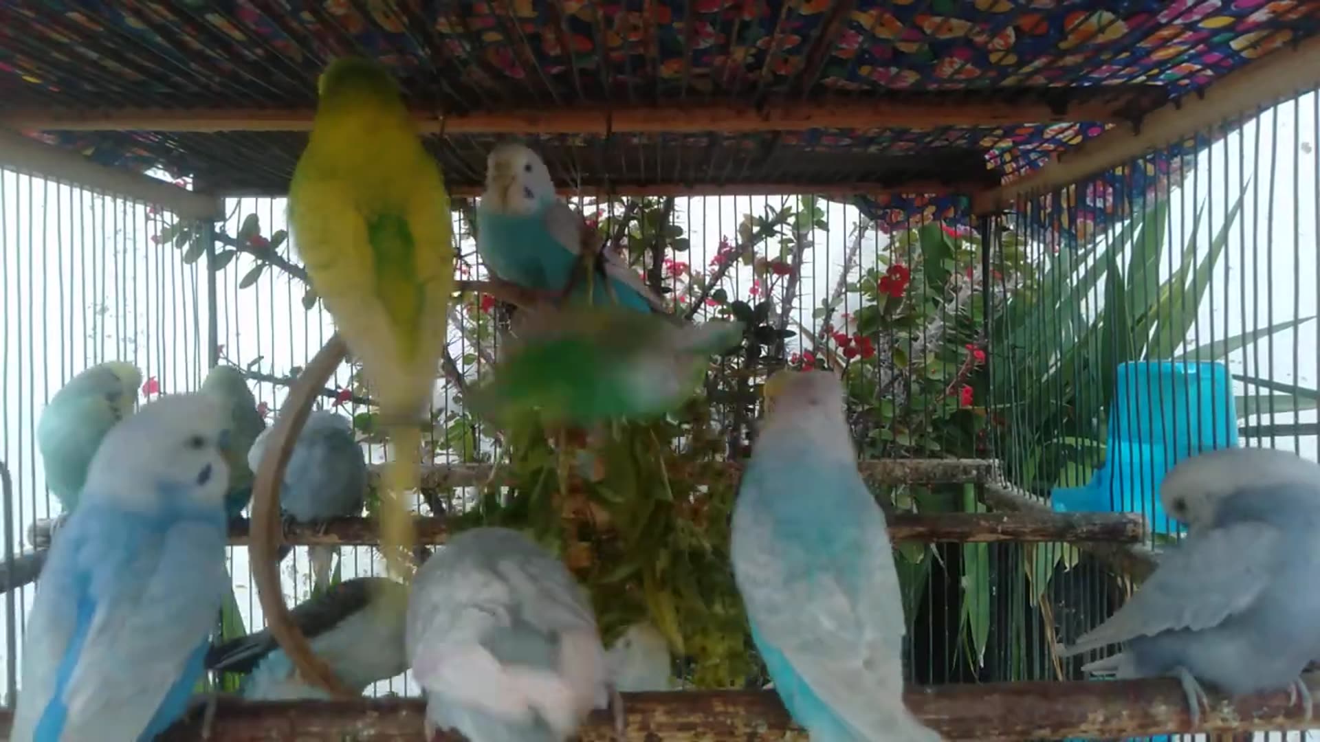 'Video thumbnail for Budgie Cage Sounds   Natural Day in Life Audio #BirdHabitat #NatureRecording'
