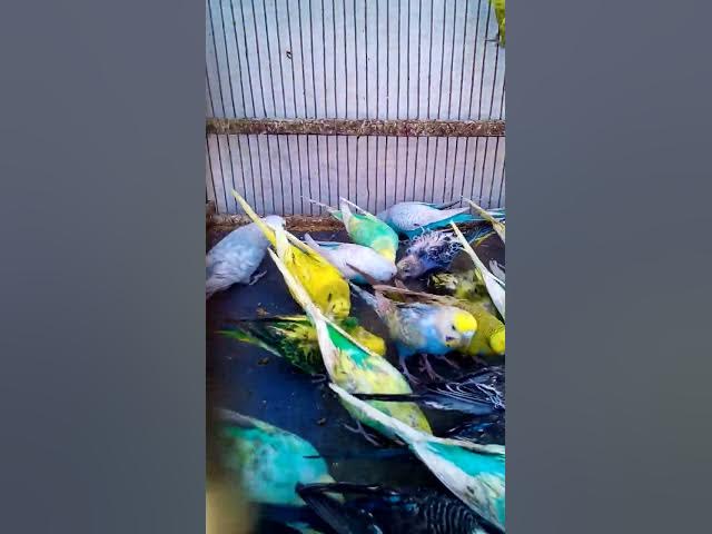 Video thumbnail for 앵무새의 색깔이 기분에 영향을 미칠 수 있나요 링크를 확인해보세요!