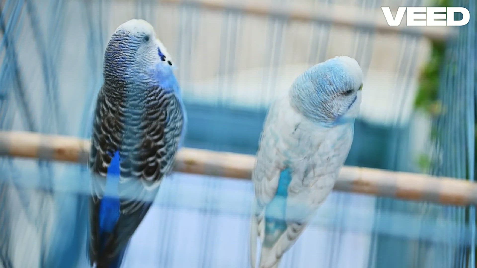 Video thumbnail for Meet the Playful Caique Parrot