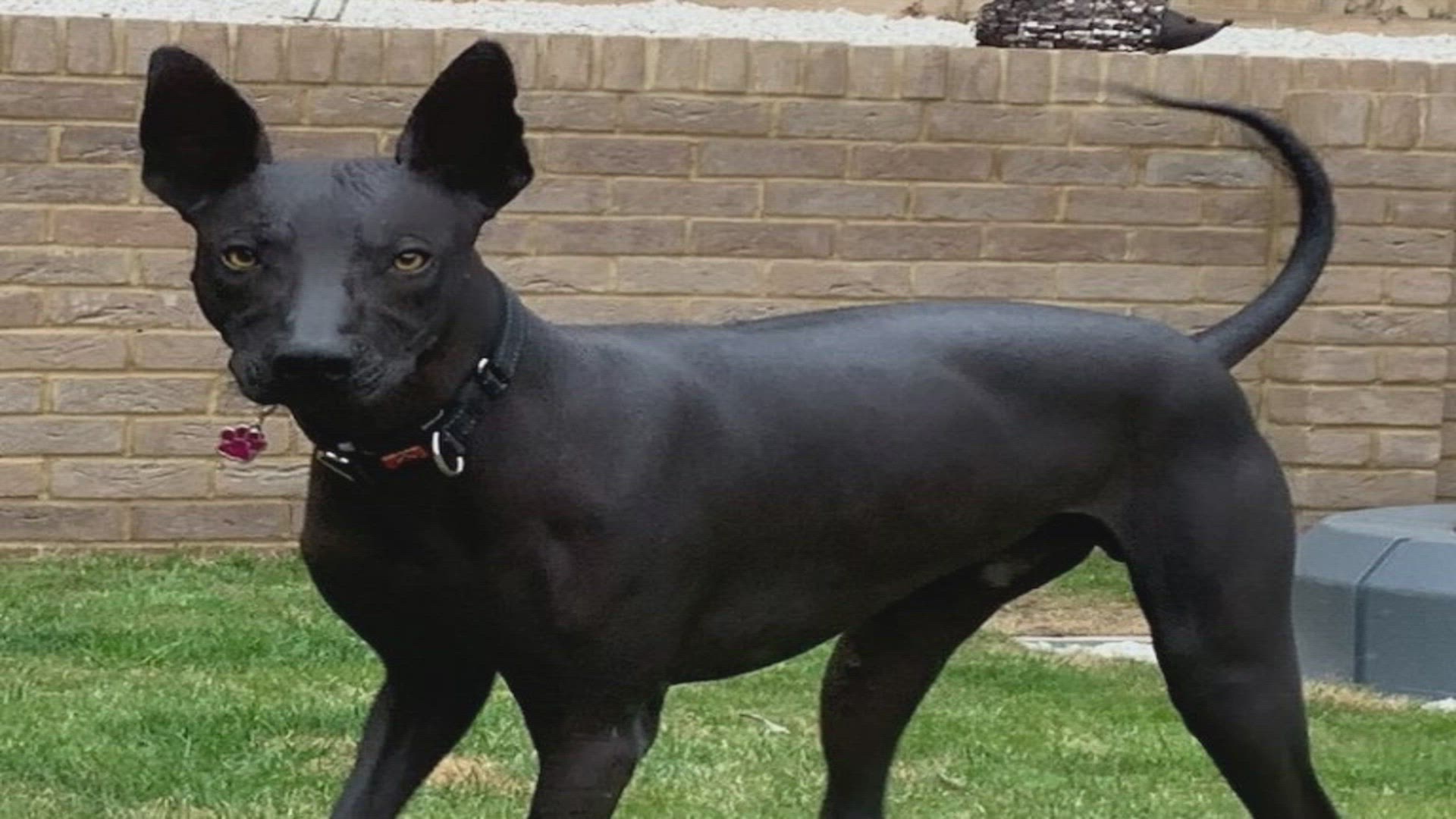 Black hotsell xolo dog