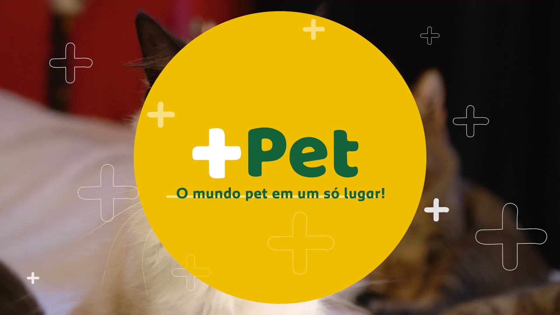 'Video thumbnail for COMO ENSINAR MEU PET A FAZER XIXI NO LUGAR CERTO?'