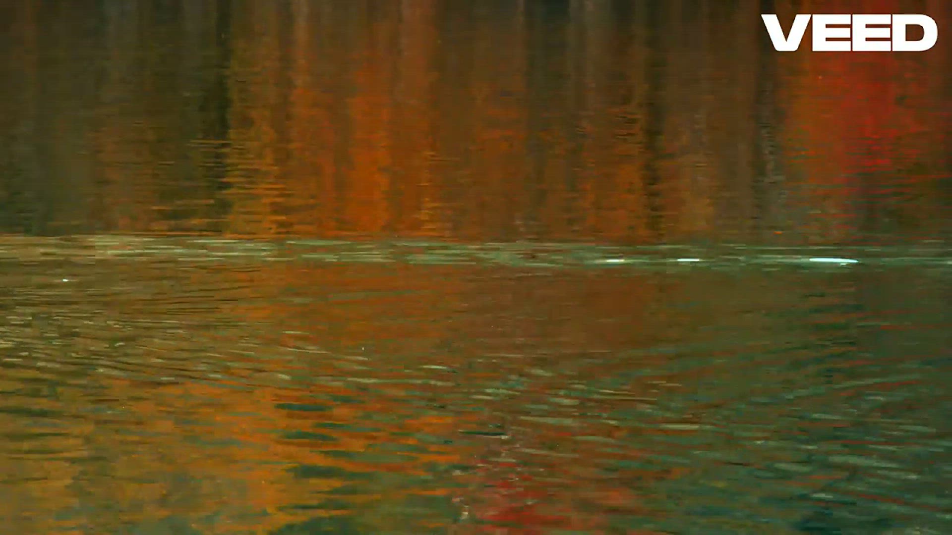 'Video thumbnail for Discover the Amazing World of Ducks!'