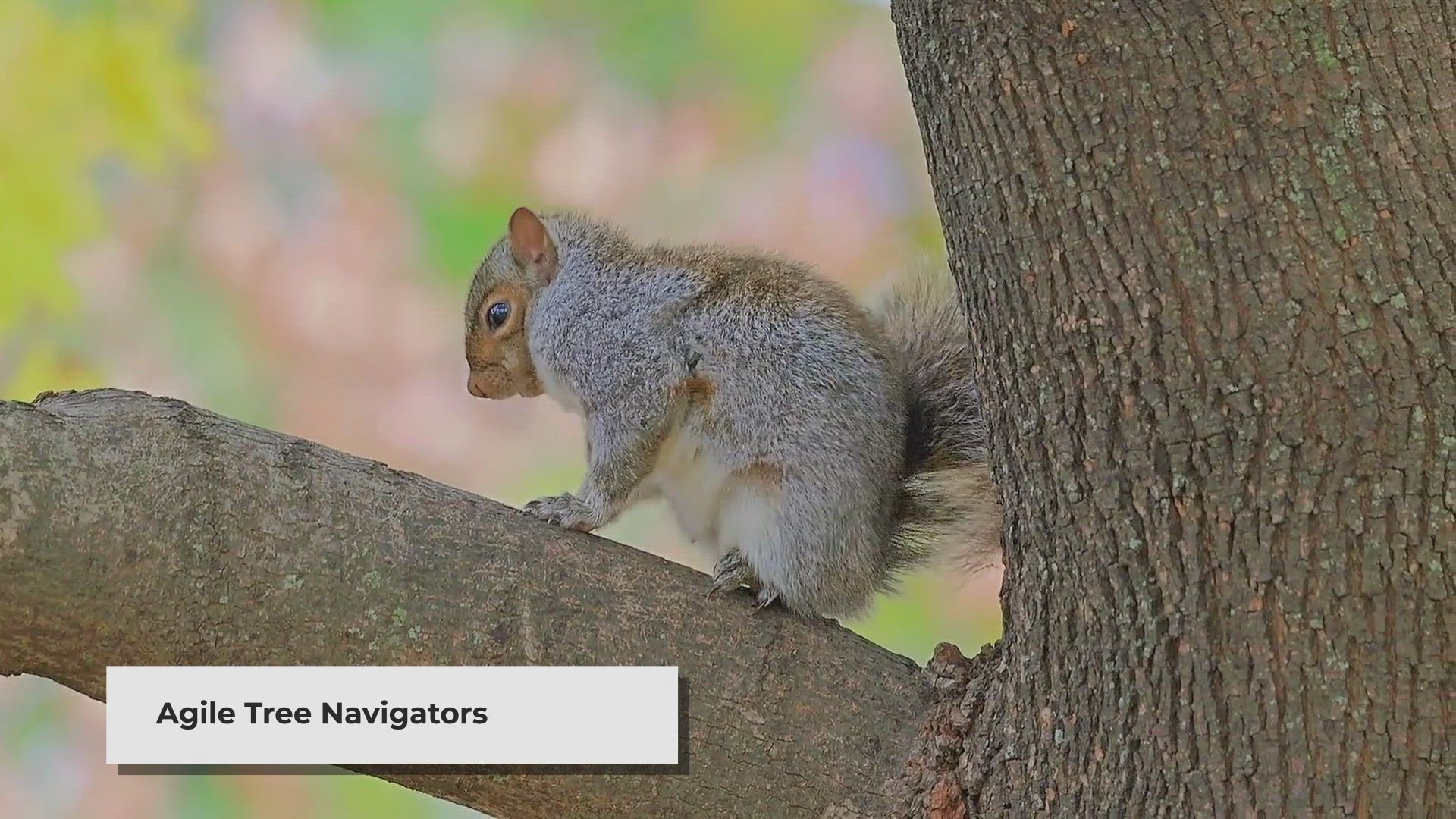 'Video thumbnail for The Fascinating World of Squirrels'