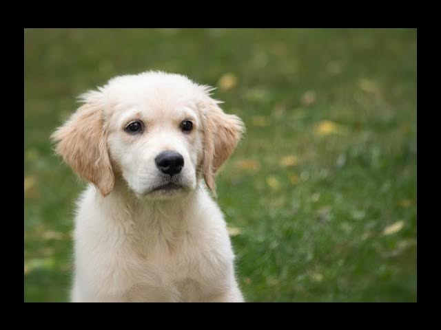 Video thumbnail for Meal Time & Nap Time: Should Puppies Rest After Eating?