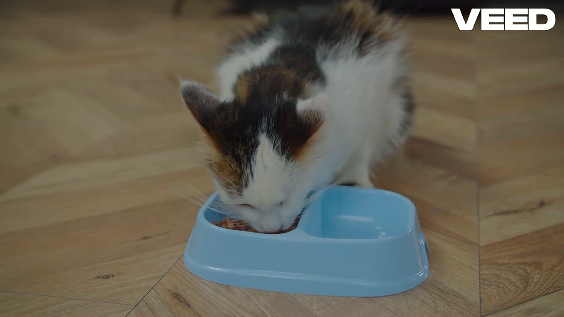'Video thumbnail for Ultimate Guide to Choosing Cat Food'