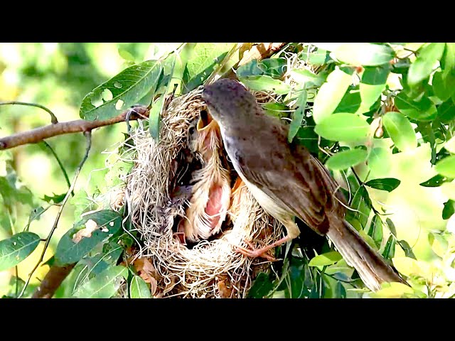 Video thumbnail for On nest bird sparrow eat food here now