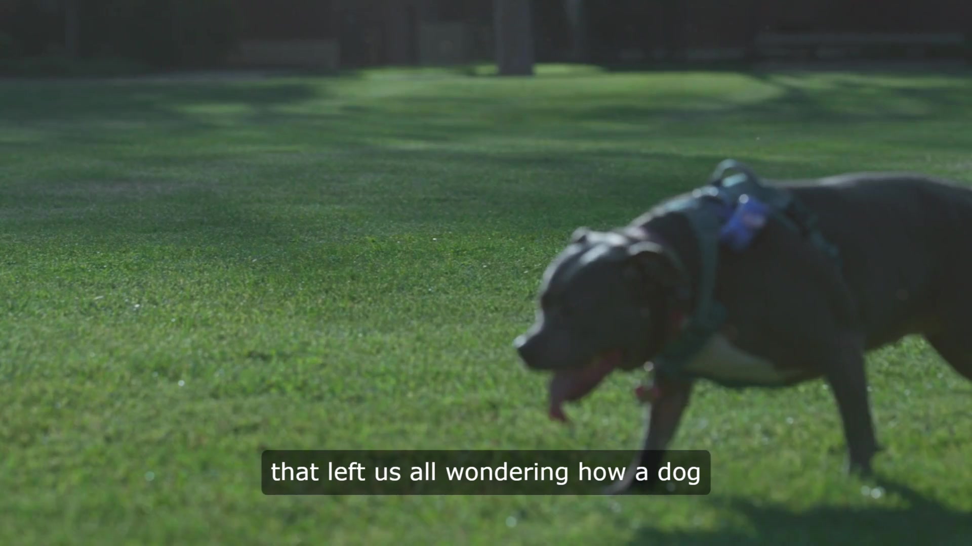 Video thumbnail for Muttley's Final Mischief