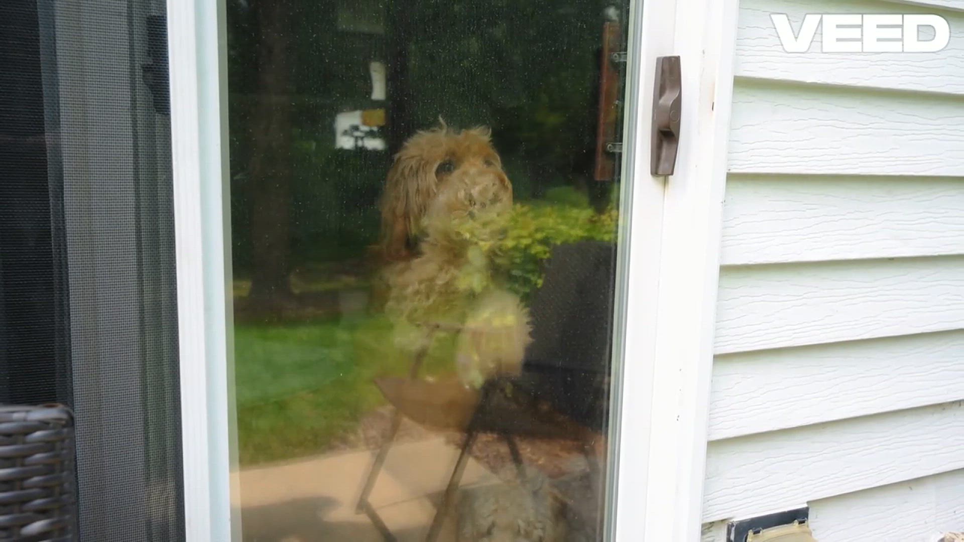 'Video thumbnail for Unlock Freedom_ The Magic of Dog Doors!'
