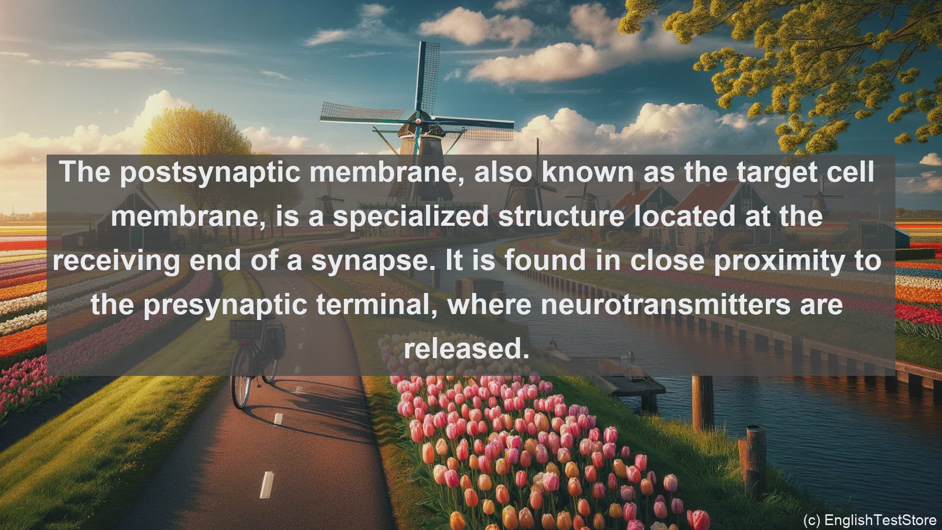 'Video thumbnail for Postsynaptic membrane in science  definition and examples'