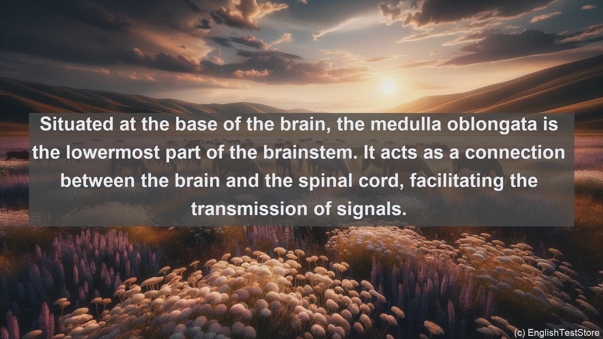 'Video thumbnail for Medulla oblongata in science  definition and examples'