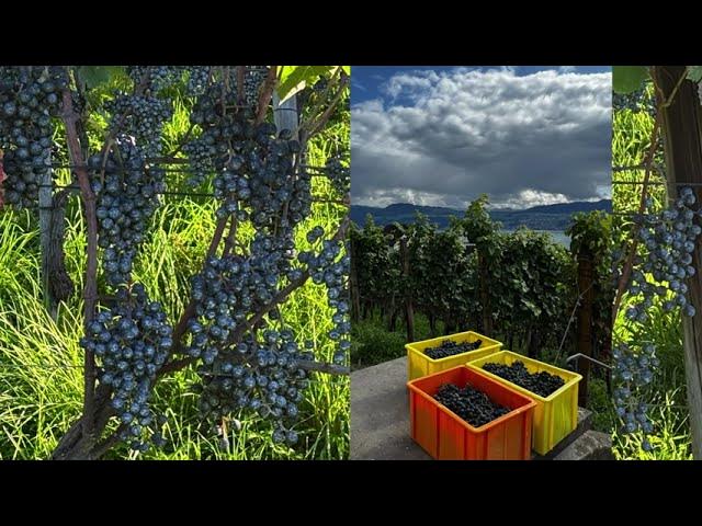 Video thumbnail for Against self-destruction: Jesaia 11