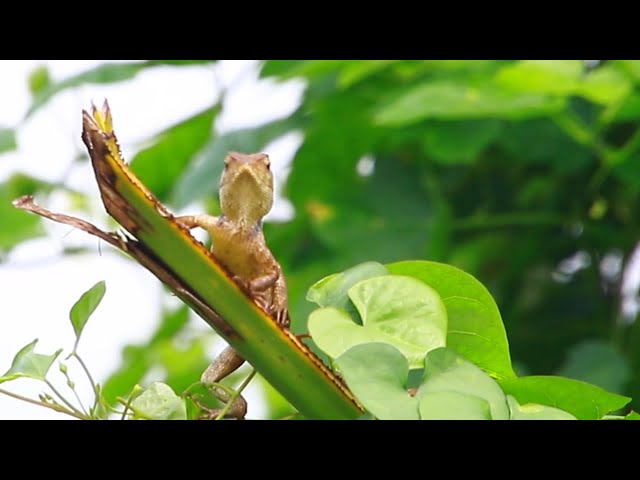 Video thumbnail for Gaint wild lizard